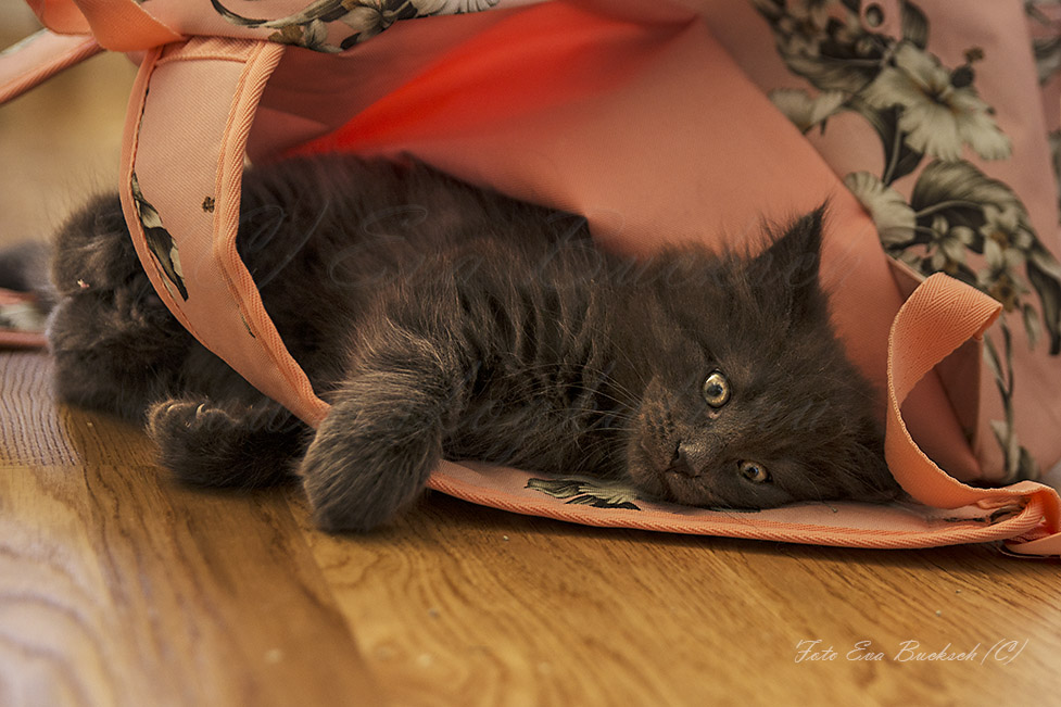 Huldrelandets Sokrates - foto av Eva Bucksch